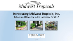 Introducing Midwest Tropical Foliage - K-Fish