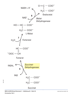 H O 6 7 8 Succinat- Dehydrogenase Fumarase NADH + H+ NAD+
