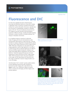 Fluorescence and DIC