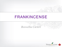 Sacred Frankincense