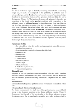 integument