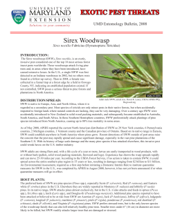 Sirex Woodwasp EXOTIC PEST THREATS