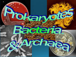 Prokaryotes