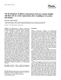 The development of phloem anastomoses between vascular