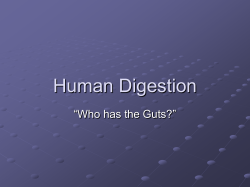 Human Digestion