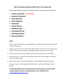 Top Ten Invasive Plants to NOT Put in Your Green Bin