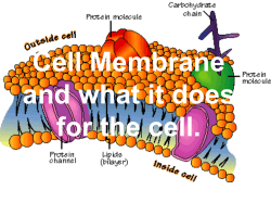Types of Transport Across Cell Membranes