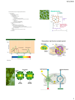 Photosynthesis: Light Reactions (sunlight required) Chloroplast