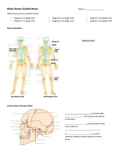 Major Bones Guided Notes