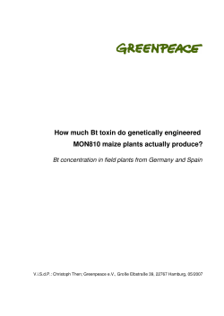 How much Bt toxin do MON810 maize plants actually produce?