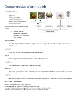 arthropods are successful animals