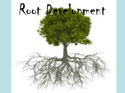 Root Development