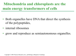 Mitochondria-chloroplasts