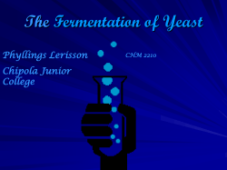 The Fermentation of Yeast