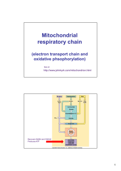 Mitochondrial respiratory chain