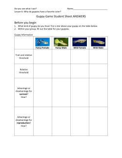 Individual Scores. Guppy Type