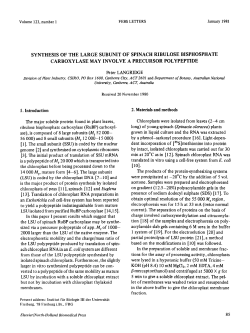 SYNTHESIS OF THE LARGE SUBUNIT OF
