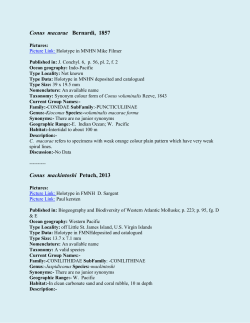 M - The Cone Collector