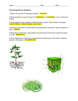 Review Worksheet Answer Key