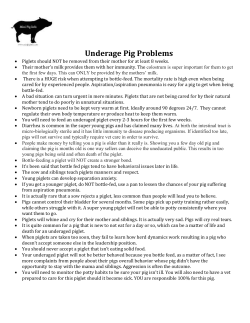 File - Mini Pig Info