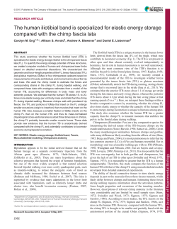 The human iliotibial band is specialized for elastic energy storage