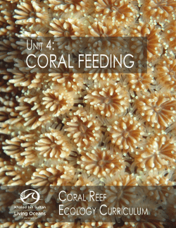 coral feeding - Khaled bin Sultan Living Oceans Foundation