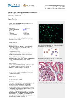 AIFM1 / AIF / PDCD8 Antibody (N-Terminus)