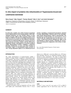 In vitro import of proteins into mitochondria of Trypanosoma brucei