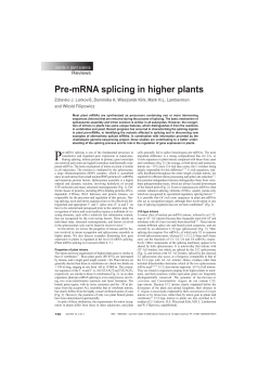 Pre-mRNA splicing in higher plants