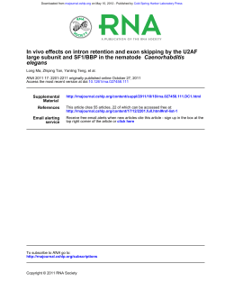 elegans Caenorhabditis large subunit and SF1/BBP in the