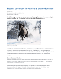 The latest in equine laminitis by Dr. Sallie Hyman from DVM360