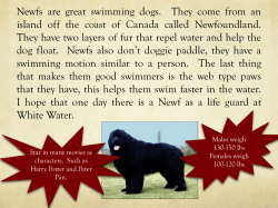 Newfs are great swimming dogs. They come from an island off the