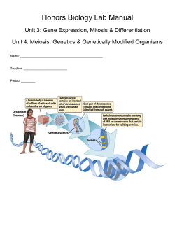 Comparing Mitosis and Meiosis