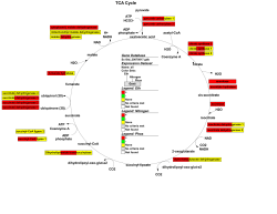 TCA Cycle