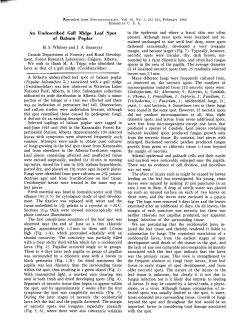 An Undescrihed Gall Midge Leaf Spot of Balsam Poplar HS Whitney