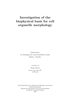 Investigation of the biophysical basis for cell organelle