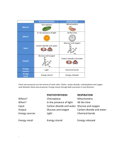 PHOTOSYNTHESIS RESPIRATION Chloroplasts Mitochondria In