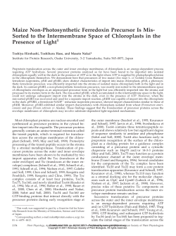 Maize Non-Photosynthetic Ferredoxin Precursor
