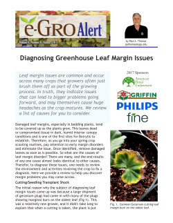Diagnosing Greenhouse Leaf Margin Issues - e-GRO