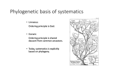 Phylogenic PPT - Montville.net