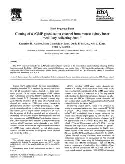 Cloning of a cGMP-gated cation channel from mouse kidney inner