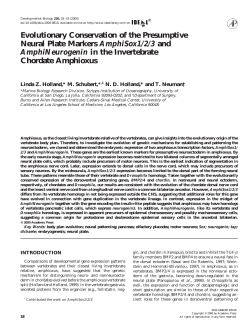 Evolutionary Conservation of the Presumptive