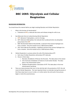 Glycolysis and Cellular Respiration