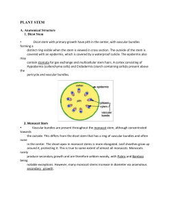 plant stem - MCHS Science