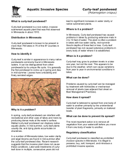 Curly-leaf pondweed factsheet