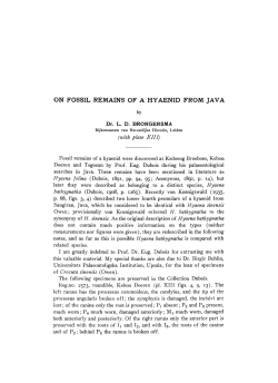 on fossil remains of a hyaenid from java