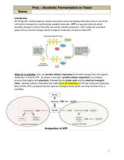Is Yeast Alive - SandyBiology1-2