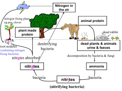 Nitrogen Cycle - World of Teaching