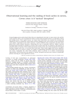 Observational learning and the raiding of food caches in