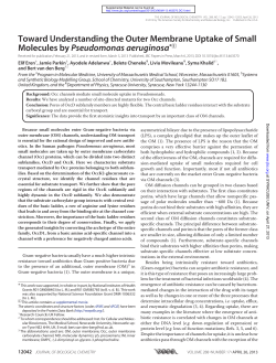 Toward Understanding the Outer Membrane